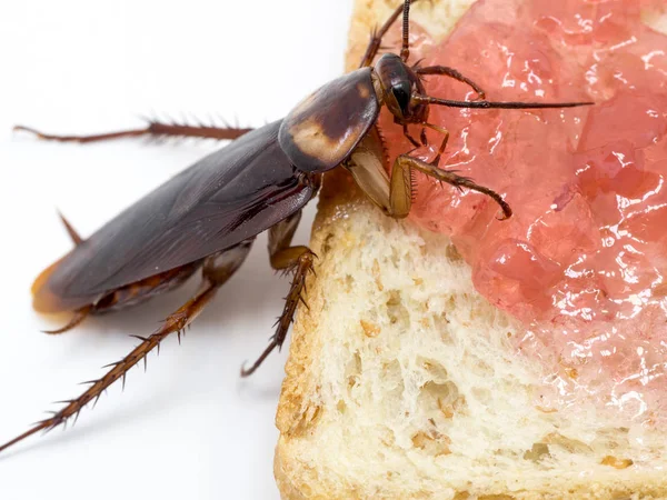 Closeup kakkerlak op de volkoren brood met jam. — Stockfoto