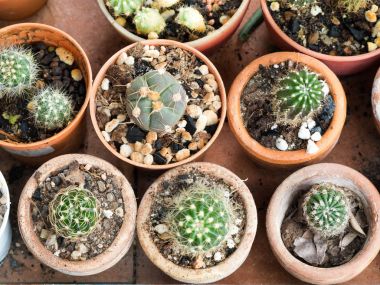 kaktüs ot succulents bitki çeşitliliği ile Üstten Görünüm