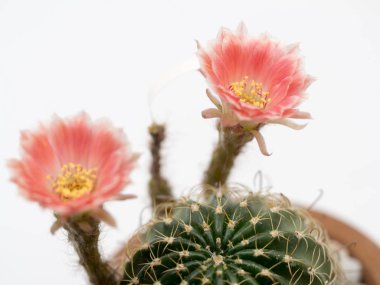 Yakın çekim bir tencerede pembe çiçekli kaktüs. Beyaz bir arka plan üzerinde izole.