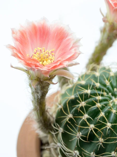 Yakın çekim bir tencerede pembe çiçekli kaktüs. Beyaz bir arka plan üzerinde izole.