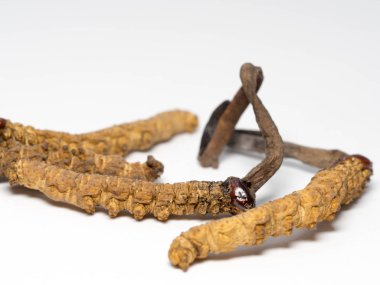 Tırtıl sinensis yakın (Chong cao, Dong chong xia cao) bu bir ot olduğunu. Hastalıkların tedavisinde tıbbi özellikleri. Oriental viagra.