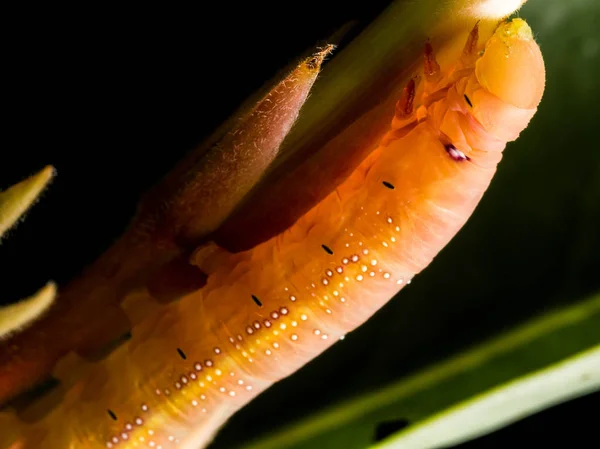 Feche um pouco de lagarta. Lagarta comendo folhas — Fotografia de Stock