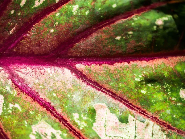 Un patrón de las hojas son de color rojo brillante y verde y blanco en varios alrededor de la hoja. La naturaleza crea cosas hermosas . —  Fotos de Stock