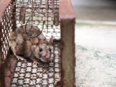 Bir sıçan yakalamak bir kafese fareydi. fareyi Leptospirosis, veba gibi insanlara hastalığı bulaşıcı hastalık var. Ev ve konut fareler olmamalıdır. Sıçan gözleri korktuğunu belli etme.