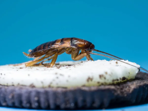 Close-up Kakkerlakken eet de witte room van de cookie, de woorden van het blauwe achtergrond. De kakkerlakken zijn dragers van de ziekte. — Stockfoto