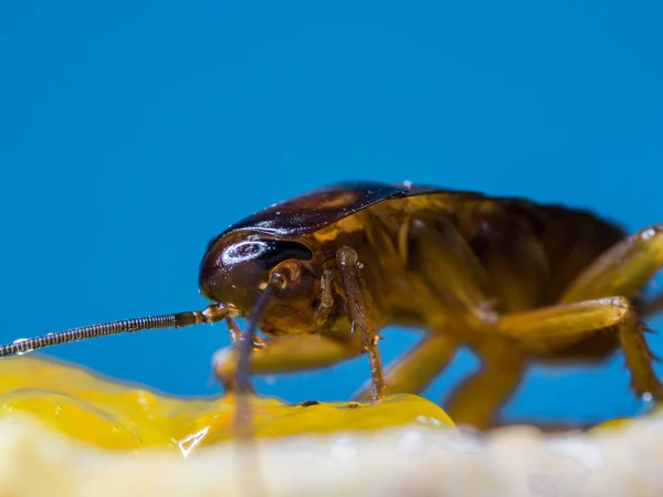 Close-up Kakkerlakken eet de gele jam op brood, de woorden van het blauwe achtergrond. De kakkerlakken zijn dragers van de ziekte. — Stockfoto