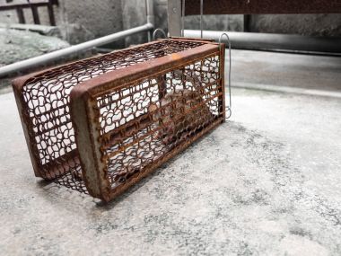 Bir sıçan yakalamak bir kafese fareydi. fareyi Leptospirosis, veba gibi insanlara hastalığı bulaşıcı hastalık var. Ev ve konut fareler olmamalıdır. Sıçan gözleri korktuğunu belli etme.
