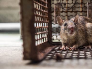 Bir sıçan yakalamak bir kafese fareydi. fareyi Leptospirosis, veba gibi insanlara hastalığı bulaşıcı hastalık var. Ev ve konut fareler olmamalıdır. Sıçan gözleri korktuğunu belli etme.