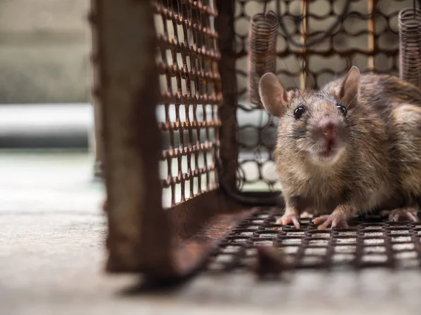 Potkan byl v kleci chytání krysy. potkan má nákazy onemocnění na člověka jako jsou Leptospiróza, mor. Domy a byty by neměla mít myši. Očí potkana Ukázat strach. — Stock fotografie