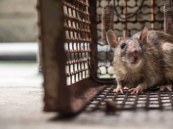 La rata estaba en una jaula atrapando una rata. la rata tiene contagio de la enfermedad a los seres humanos como la leptospirosis, la peste. Las casas y viviendas no deben tener ratones. Los ojos de la rata muestran miedo . —  Fotos de Stock