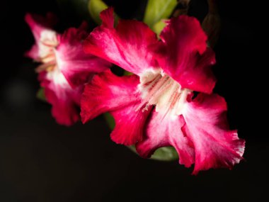 taze kırmızı güller içinde yakından beyaz ve sarı. Arka plan siyah ve yeşil.