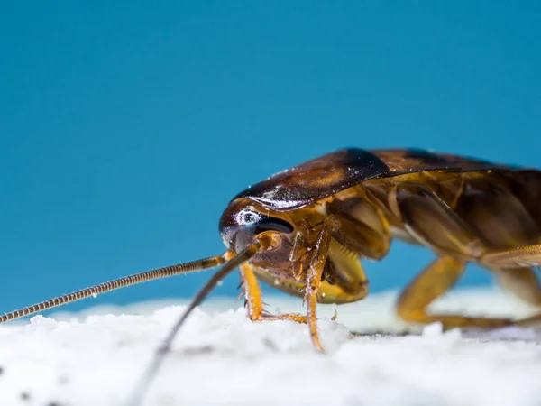 Close-up Kakkerlakken eet de witte room van de cookie, de woorden van het blauwe achtergrond. De kakkerlakken zijn dragers van de ziekte. — Stockfoto