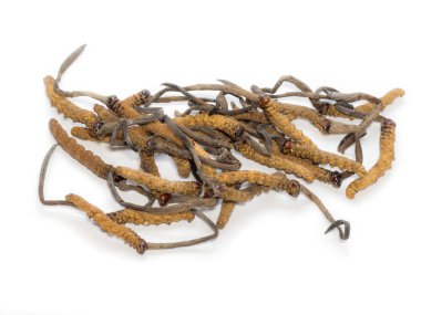 Bu bitkisel tırtıl Sinensi ad olduğunu Bu otlar kralı. Hastalıkların tedavisinde tıbbi özellikleri. Oriental viagra.