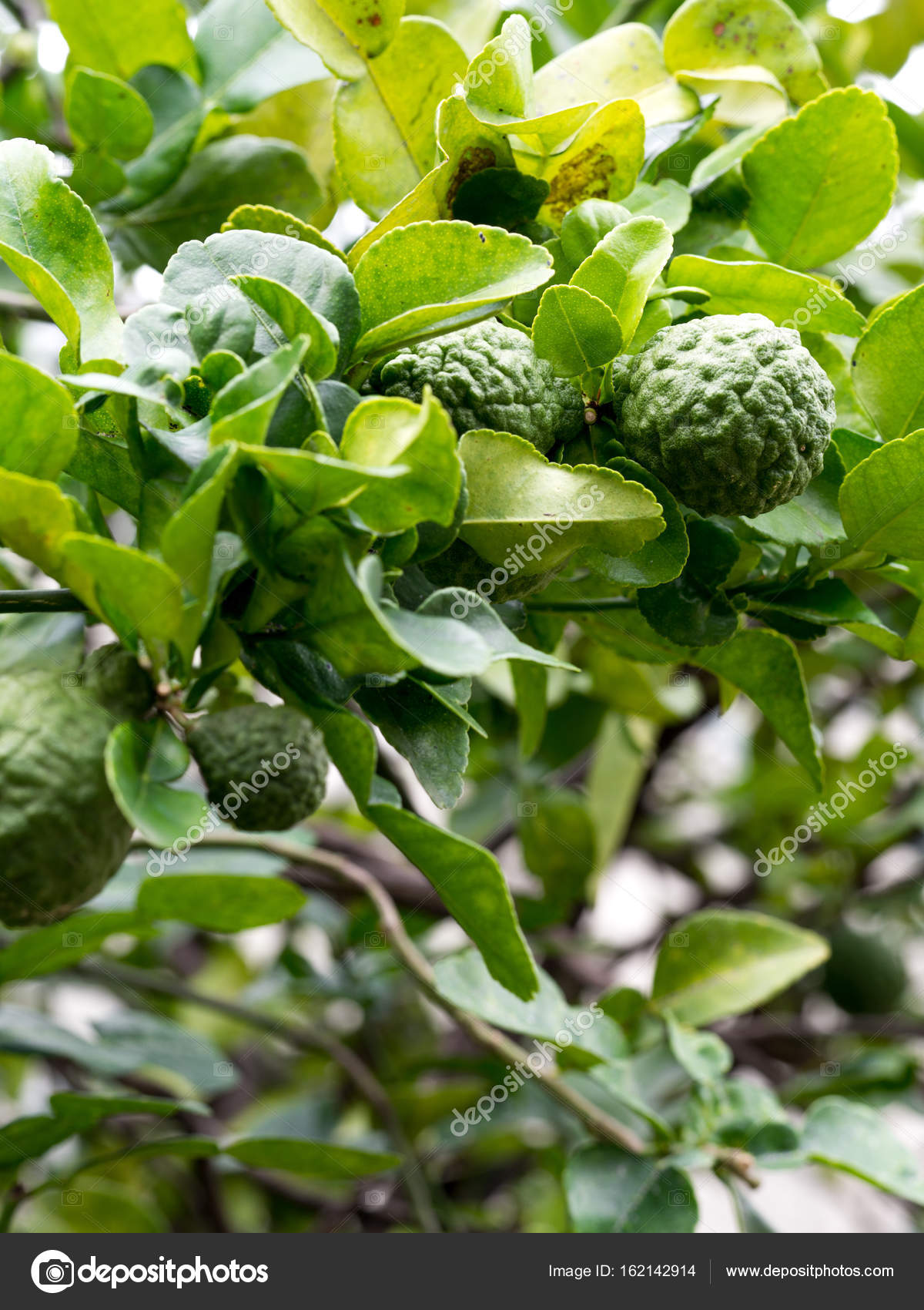 Closeup Green Bergamot Or Kaffir Lime On Tree And Bergamot Tree