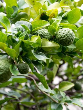 Closeup green bergamot or Kaffir lime on tree. and bergamot tree have a Leaf disease. clipart