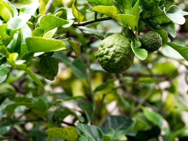 Primer plano bergamota verde o lima de Kaffir en el árbol. y el árbol de bergamota tiene una enfermedad de la hoja . —  Fotos de Stock