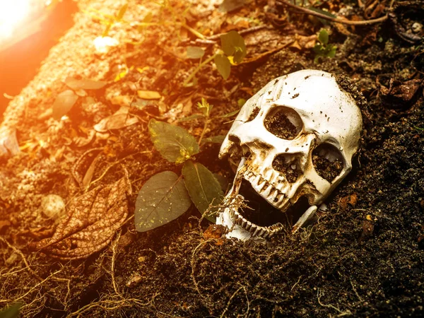 Menschlicher Schädel in der Erde vergraben. Der Schädel hat Schmutz am Schädel befestigt. — Stockfoto