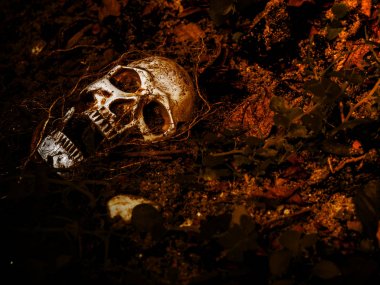 İnsan kafatası yan ağacının kökleri toprakta gömülü önünde. Kafatası ölüm ve Cadılar Bayramı skull.concept bağlı kir vardır
