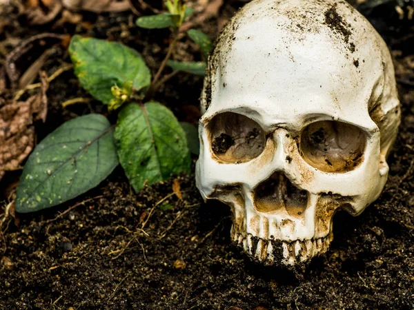 Vor dem im Boden vergrabenen menschlichen Schädel. Der Schädel hat Schmutz am Schädel. Konzept von Tod und Halloween — Stockfoto