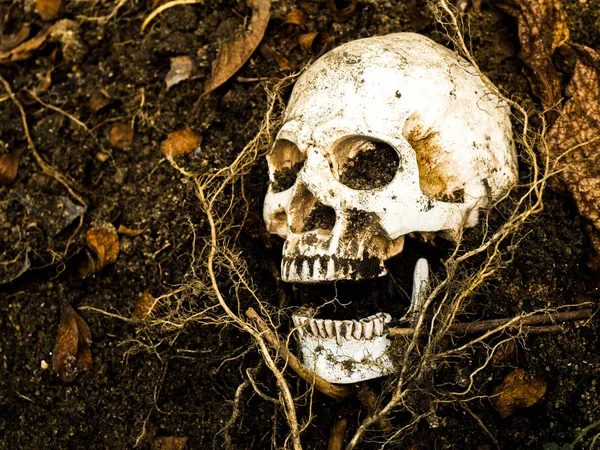 Перед людським черепом закопують у ґрунт з корінням дерева збоку. Череп має бруд, прикріплений до черепа. концепція смерті та Хеллоуїна — стокове фото