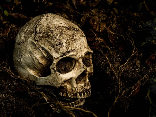 Yanında insan kafatasının yan ağacının kökleri toprakta gömülü. Kafatası ölüm ve Cadılar Bayramı skull.concept bağlı kir vardır