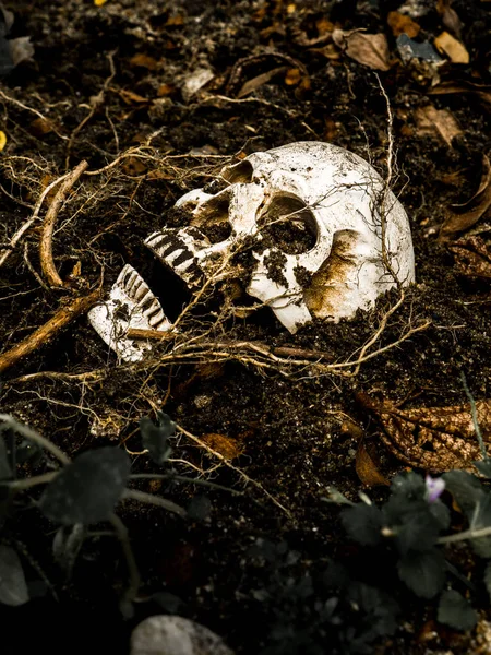 Junto al cráneo humano enterrado en el suelo con las raíces del árbol a un lado. El cráneo tiene suciedad unida a la skull.concept de la muerte y Halloween — Foto de Stock