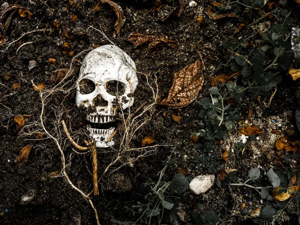 In front of human skull buried in the soil with the roots of the tree on the side. The skull has dirt attached to the skull.concept of death and Halloween — Stock Photo, Image