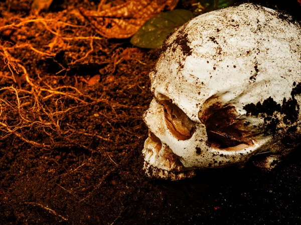 Ao lado do crânio humano enterrado no solo, o crânio tem sujeira ligada ao conceito de morte e Halloween — Fotografia de Stock