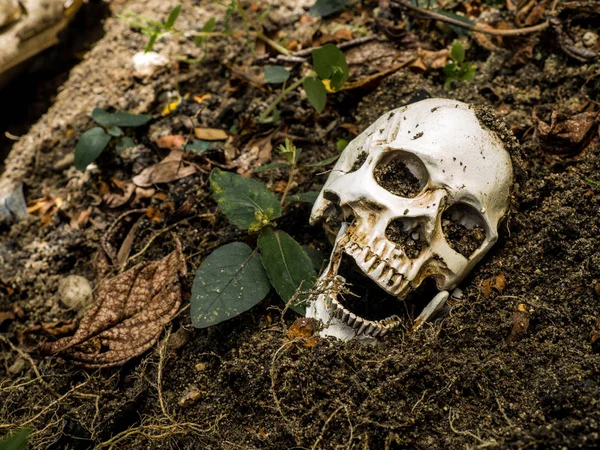 Menschlicher Schädel in der Erde vergraben. Der Schädel hat Schmutz am Schädel befestigt. — Stockfoto