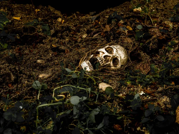 Ao lado do crânio humano enterrado no solo com as raízes da árvore ao lado. O crânio tem sujeira anexada ao conceito de morte e Halloween — Fotografia de Stock