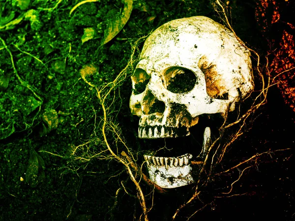 Na frente do crânio humano enterrado no solo com as raízes do — Fotografia de Stock