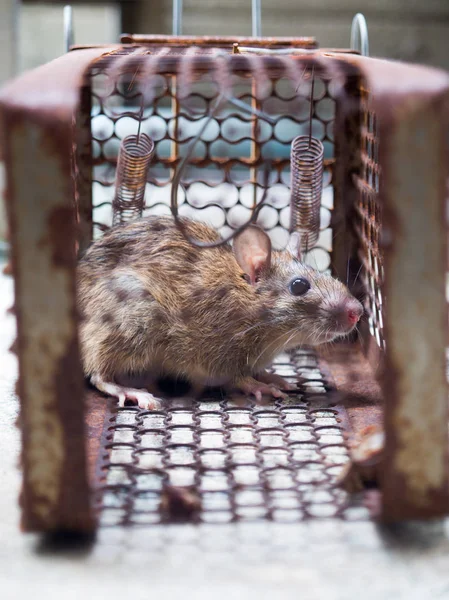 O rato estava numa jaula a apanhar um rato. o rato tem contágio da doença para os seres humanos, como Leptospirose, Peste. Casas e moradias não devem ter ratos . — Fotografia de Stock