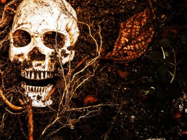İnsan kafatası yan ağacının kökleri toprakta gömülü önünde. Kafatası ölüm ve Cadılar Bayramı skull.concept bağlı kir vardır