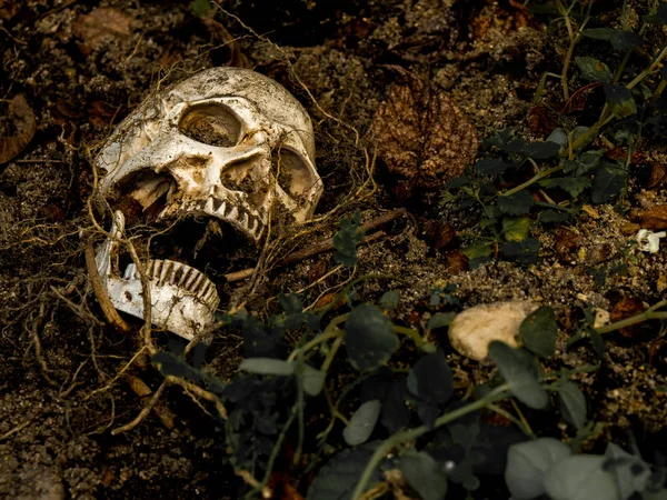 Ao lado do crânio humano enterrado no solo com as raízes da árvore ao lado. O crânio tem sujeira anexada ao conceito de morte e Halloween — Fotografia de Stock