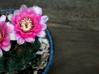 ahşap masa üzerinde üstten görünüm pembe kaktüs çiçek. kopya metin için yer var