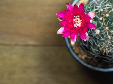 ahşap masa üzerinde üstten görünüm pembe kaktüs çiçek. kopya metin için yer var