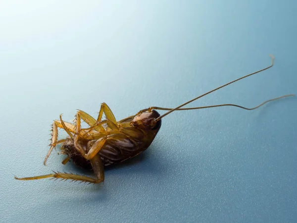 Closeup hamamböceği tüm vücut üzerinde mavi bir arka plan ayrıntıları göster. Hamamböceği taşıyıcılar hastalığın vardır.