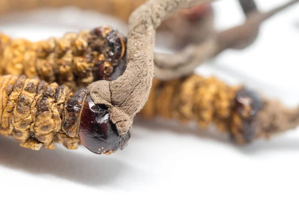 Cerrar Ophiocordyceps sinensis (CHONG CAO, DONG CHONG XIA CAO) esta es una hierba. Propiedades medicinales en el tratamiento de enfermedades . — Foto de Stock