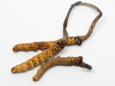 Tırtıl sinensis (Chong Cao, Dong Chong Xia Cao) veya mantar cordyceps yakın bir ot bu. Hastalıkların tedavisinde tıbbi özellikleri.