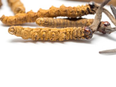 Tırtıl sinensis (Chong Cao, Dong Chong Xia Cao) veya mantar cordyceps yakın bir ot bu. Hastalıkların tedavisinde tıbbi özellikleri.