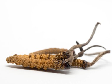 Tırtıl sinensis (Chong Cao, Dong Chong Xia Cao) veya mantar cordyceps yakın bir ot bu. Hastalıkların tedavisinde tıbbi özellikleri.