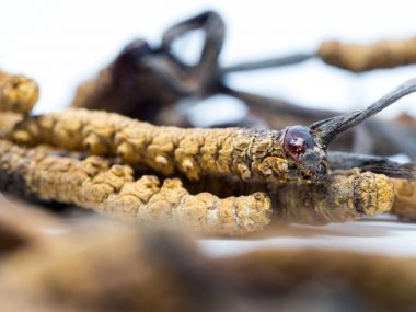 Tırtıl sinensis (Chong Cao, Dong Chong Xia Cao) veya mantar cordyceps yakın bir ot bu. Hastalıkların tedavisinde tıbbi özellikleri.