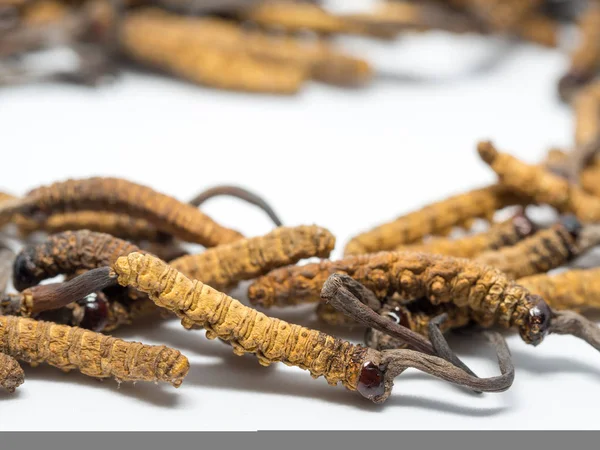 Cerrar Ophiocordyceps sinensis (CHONG CAO, DONG CHONG XIA CAO) esta es una hierba. Propiedades medicinales en el tratamiento de enfermedades . — Foto de Stock