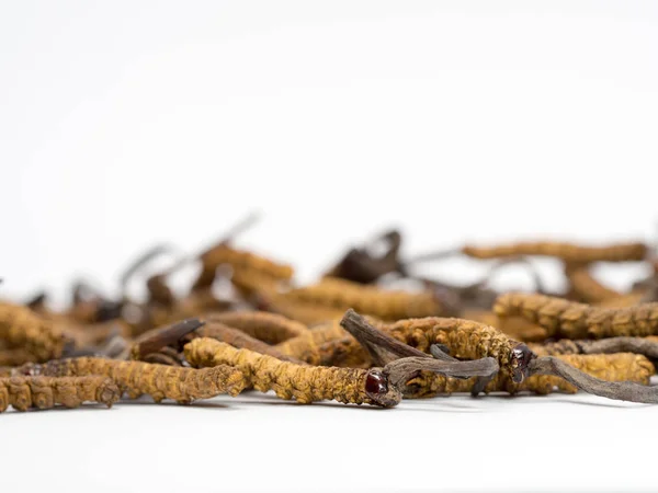 Detailní záběr Ophiocordyceps sinensis (Chong Cao, Dong Chong Xia Cao) nebo houby cordyceps se jedná byliny. Léčivé vlastnosti v léčbě onemocnění. — Stock fotografie