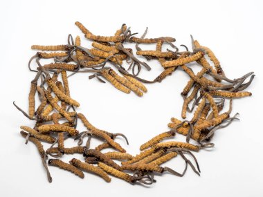 Tırtıl sinensis (Chong Cao, Dong Chong Xia Cao) veya mantar cordyceps yakın bir ot bu. Hastalıkların tedavisinde tıbbi özellikleri.