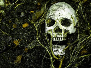 İnsan kafatası yan ağacının kökleri toprakta gömülü önünde. Kafatası ölüm ve Cadılar Bayramı skull.concept bağlı kir vardır