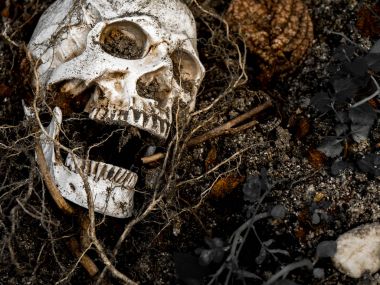 İnsan kafatası yan ağacının kökleri toprakta gömülü önünde. Kafatası ölüm ve Cadılar Bayramı skull.concept bağlı kir vardır