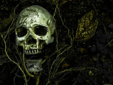 İnsan kafatası yan ağacının kökleri toprakta gömülü önünde. Kafatası ölüm ve Cadılar Bayramı skull.concept bağlı kir vardır