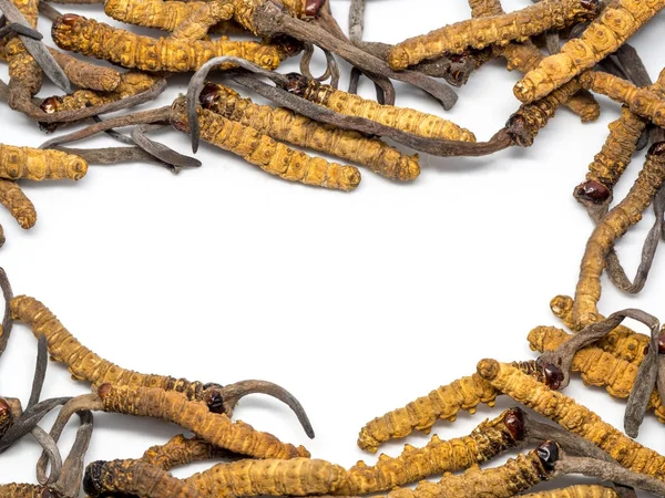 Nahaufnahme ophiocordyceps sinensis (chong cao, dong chong xia cao) oder Pilz cordyceps ist ein Kraut. Medizinische Eigenschaften bei der Behandlung von Krankheiten. — Stockfoto