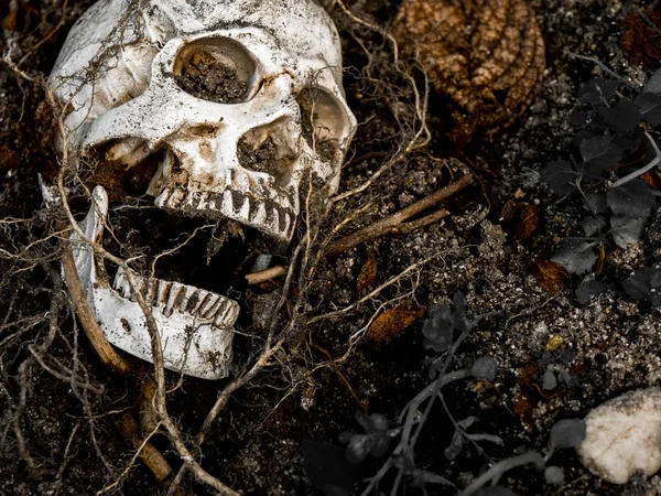 Na frente do crânio humano enterrado no solo com as raízes da árvore ao lado. O crânio tem sujeira anexada ao conceito de morte e Halloween — Fotografia de Stock